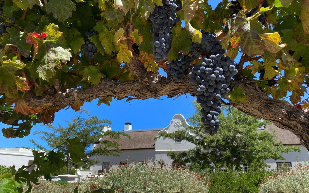 The Vineyard Cottage By L' Amitie Estate Franschhoek Exterior foto